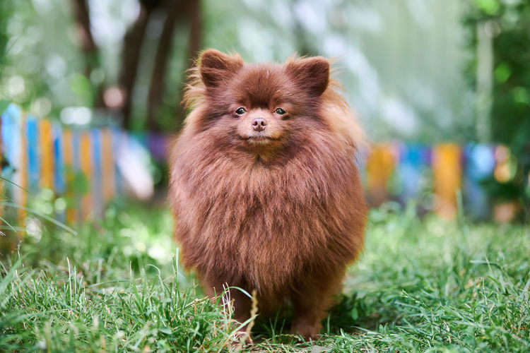 Pomeranian spitz dog in garden. cute brown pomeranian puppy spitz pom dog, green grass background