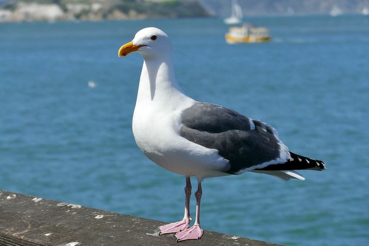 Seagull perching on a sea