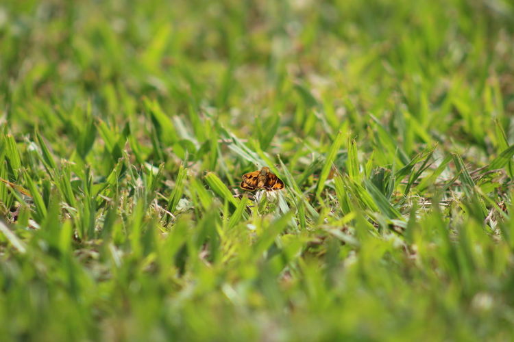 Moth on grass at field