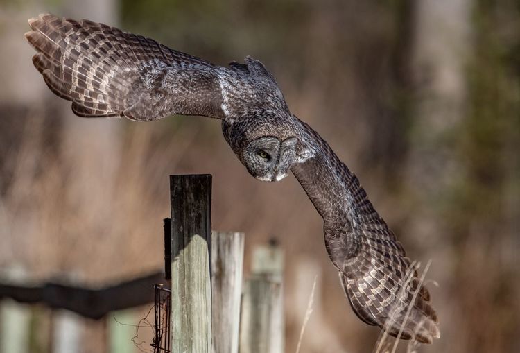 Close-up of owl flying against 