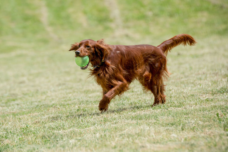 Irish setter carrying ball in mouth while walking on field