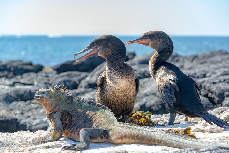 Close-up of marine iguana with cormorants on rock