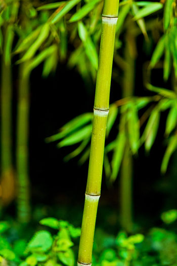 Close-up of bamboo plant on field