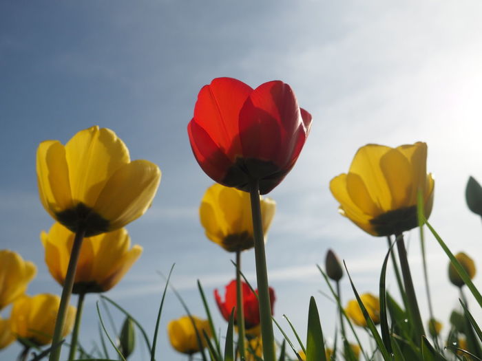 Close-up of yellow tulips on field against sky