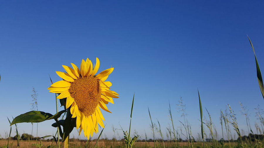 Sunflower field against clear blue sky