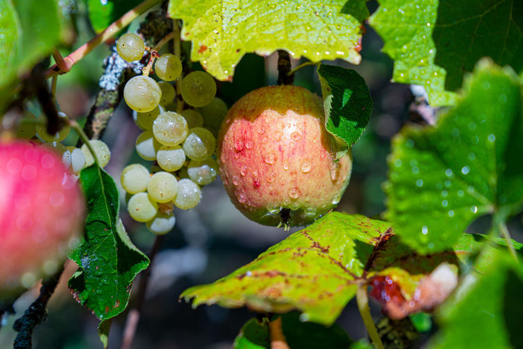 Close-up of wet berries on plant