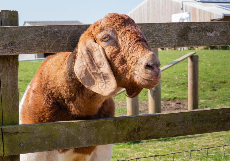 Close up of a goat with it's head poking through a fence
