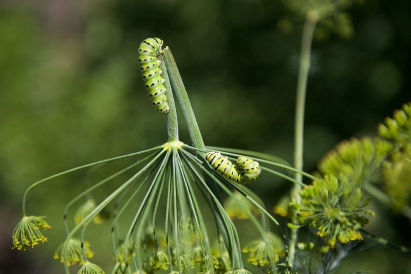 Close-up of caterpillars on plant