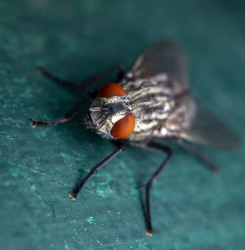 A beautiful macro-photo of a red eyed  fly resting in shade  at the local nature reserve 