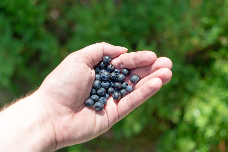Cropped hand of man holding blueberries at farm