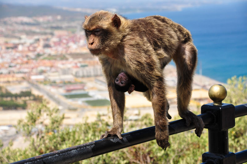 Female monkey carrying young one on railing