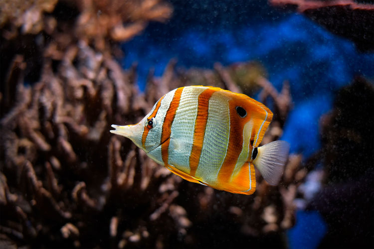 Close-up of fish swimming in aquarium
