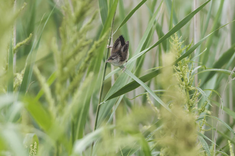 View of a bird on a field