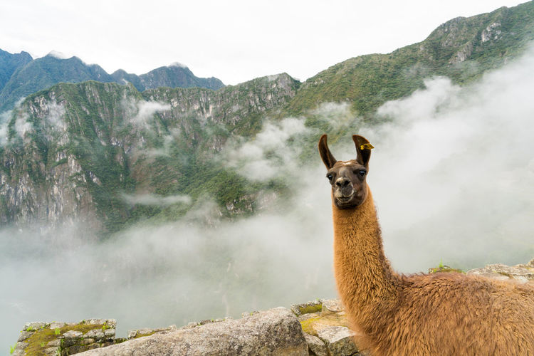 Llama standing against mountain during foggy weather