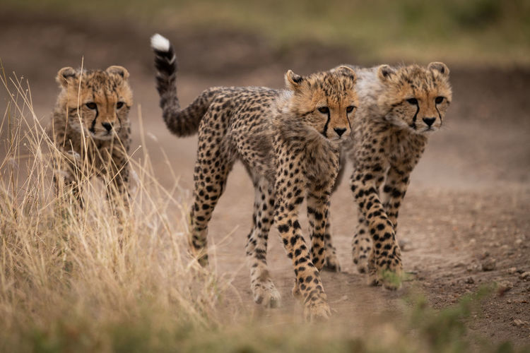 Three cheetah cubs walking down dirt track