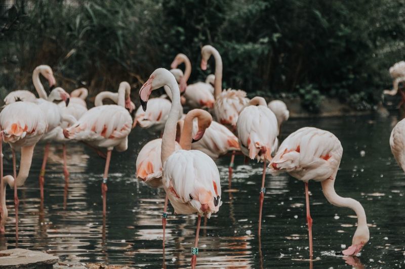 Flamingos in a lake