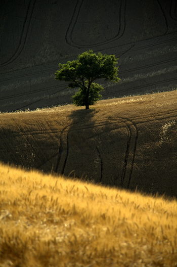 High angle view of tree growing on agricultural field