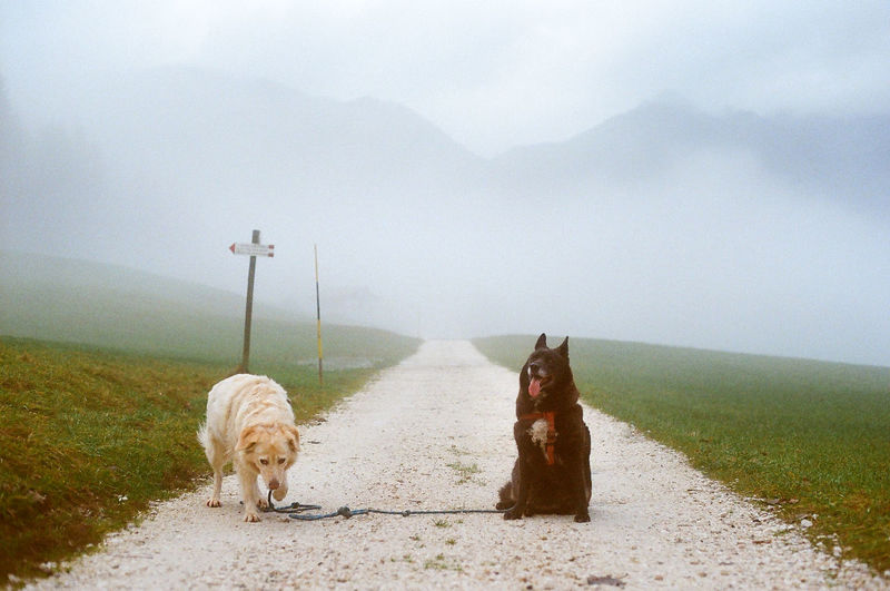 Dog standing on land against sky