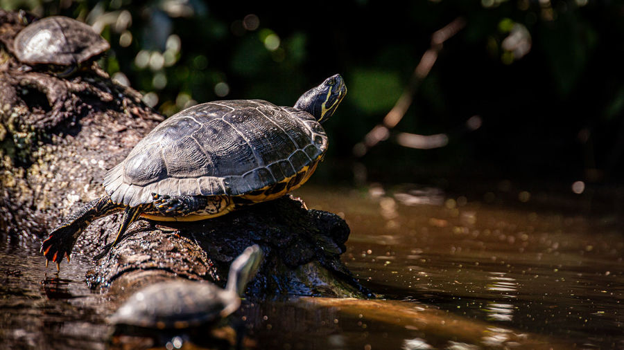 Three turtles on log