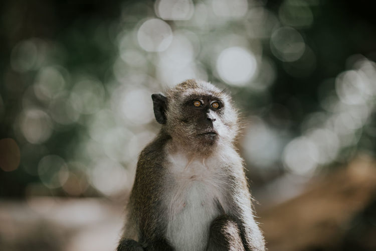 Cute small monkey with gray fur and white chest sitting on stony surface in forest on blurred background in thailand