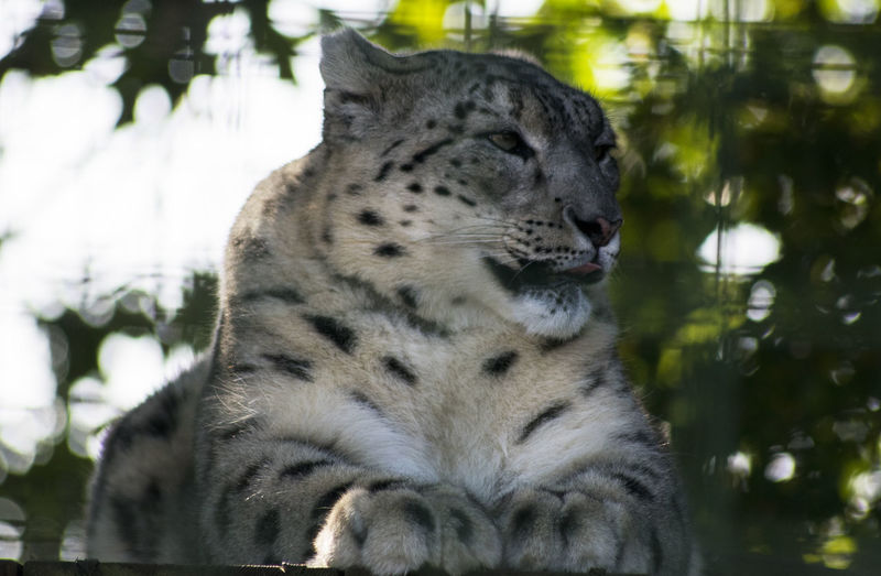 Close-up of a cat looking away