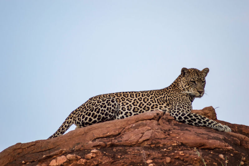 Leopard lying on a rock in tsavo west park in kenya