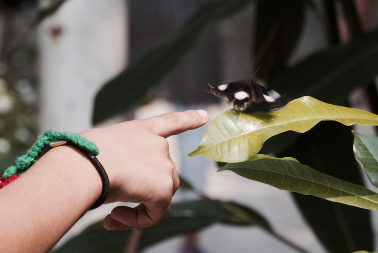 Cropped image of person pointing at butterfly on leaf