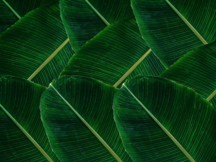 Banana leaf of life