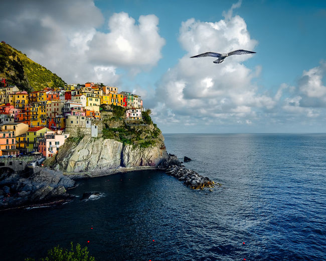 View of manarola in summer with seagull flying over head