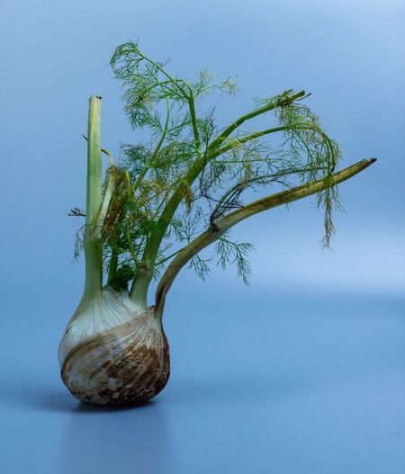 Close-up of fennel on blue table