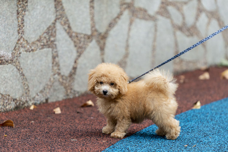 Portrait of puppy sitting outdoors