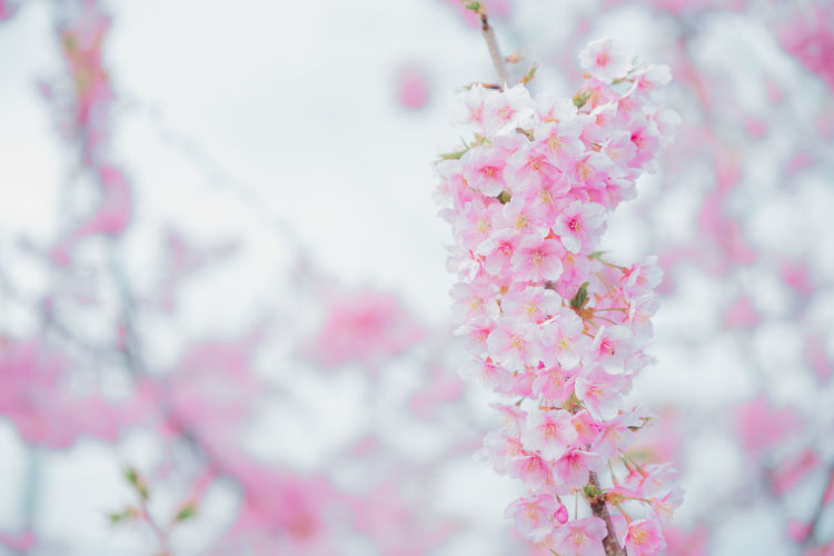 Close-up of pink cherry blossoms in spring