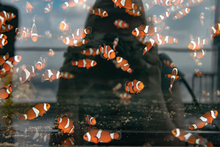 Clown fish in aquarium
