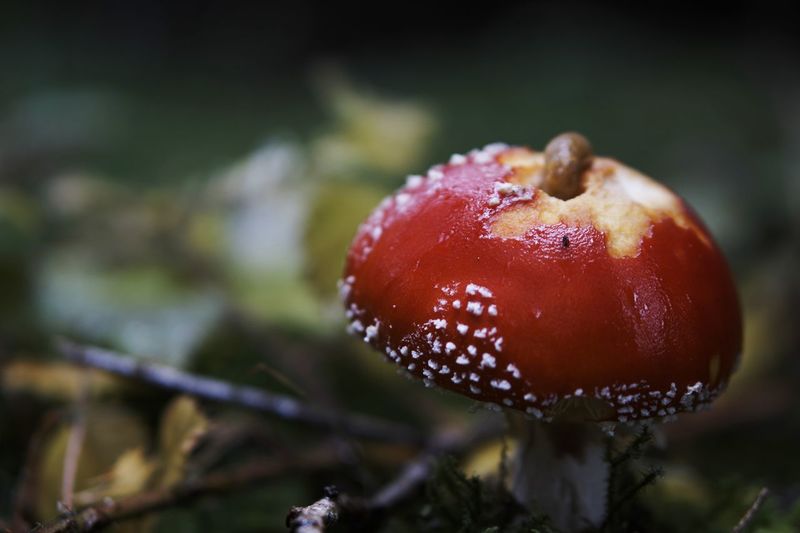 Close-up surface level of mushroom