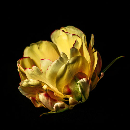 CLOSE-UP OF YELLOW ROSE AGAINST BLACK BACKGROUND