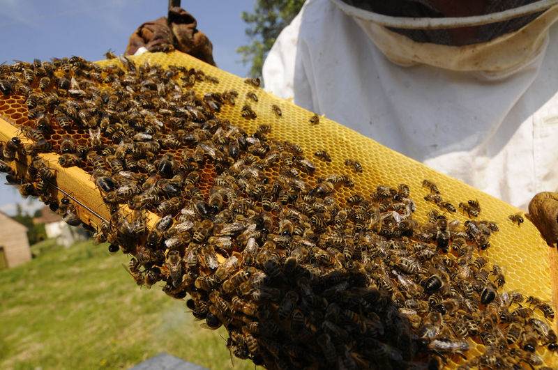 Bee keeper showing honey comb with honey bees in his garden