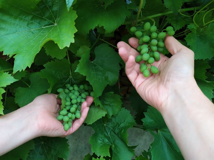 Cropped image of hands holding unripe grapes
