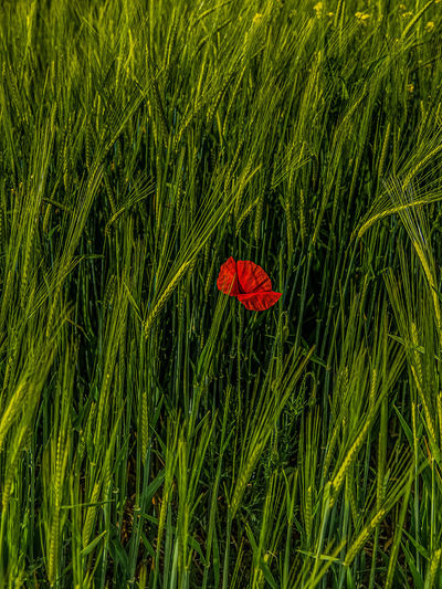 Red poppy growing on field