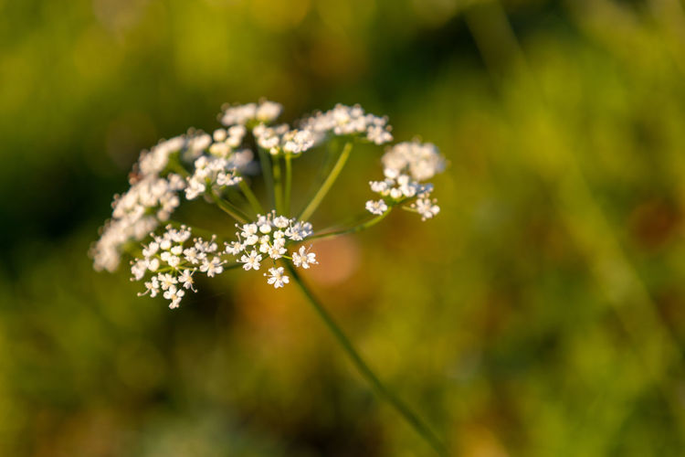 Close-up of white flowering plant