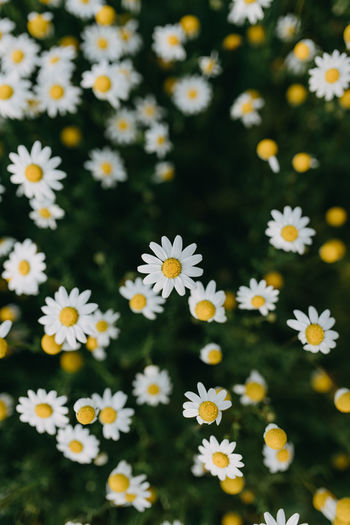 Close-up of white daisy flowers
