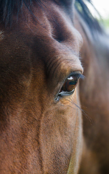 A close up of chestnut brown horse head showing the detail of its eye and eyelash with copy space