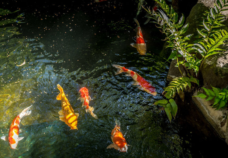 High angle view of koi carps swimming in pond