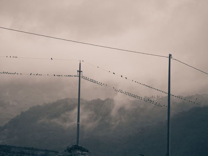 Low angle view of birds perching on cables sky during foggy weather