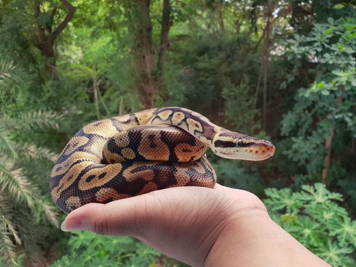 Cropped hand holding snake against trees