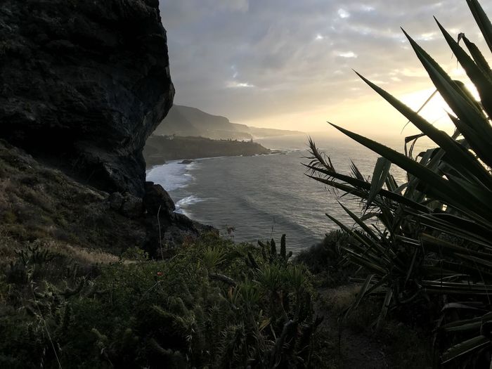 Plants growing on cliff against cloudy sky during sunset