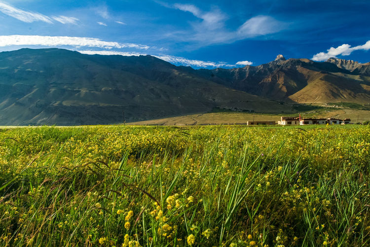 Grassy field by mountains at leh