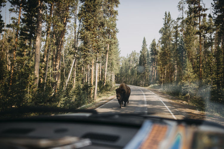 American bison on road seen through car's windshield at yellowstone national park