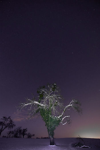 Scenic view of trees against sky at night