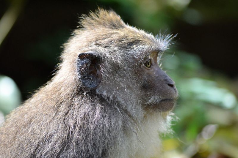 Side view close-up of monkey