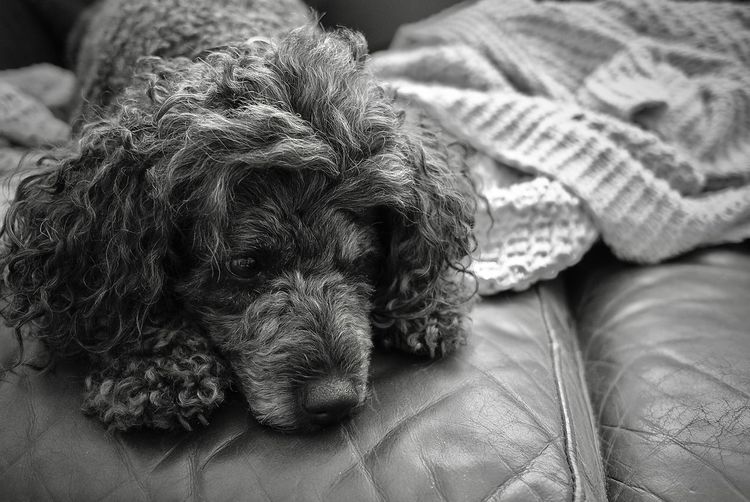 Close-up portrait of a dog resting at home